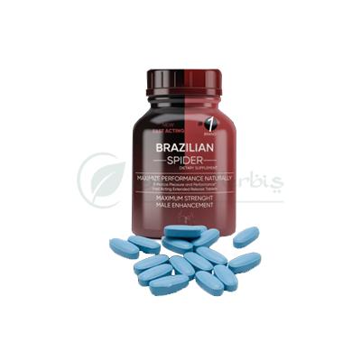 Brasillian Spider